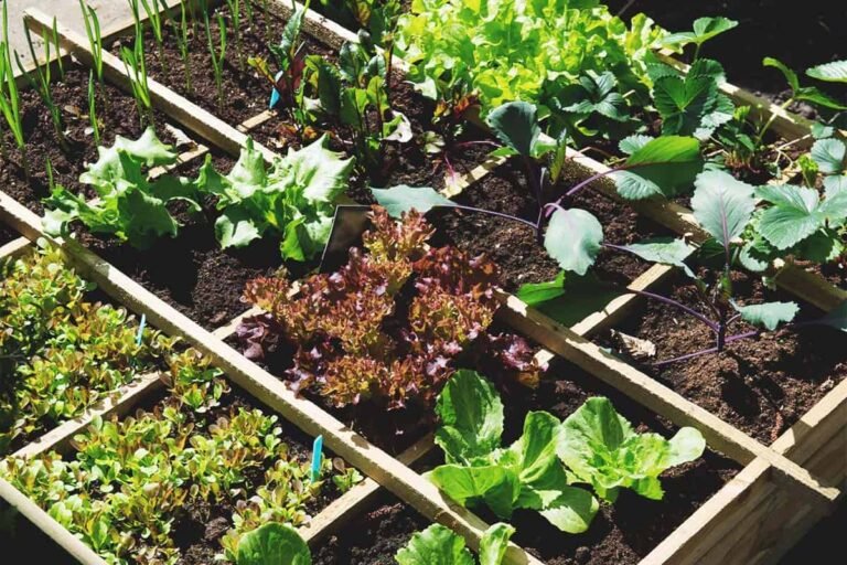 10 Expert Tips for Choosing the Perfect Plants for Your Garden