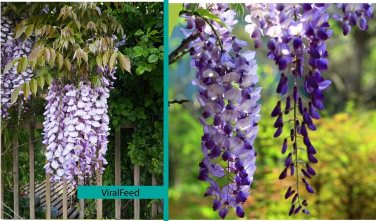 wisteria symbolism
