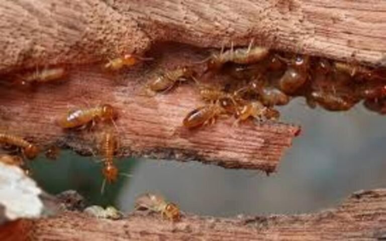 Pest Control in the UK: Spotting and Tackling Termite Nests in Your Home