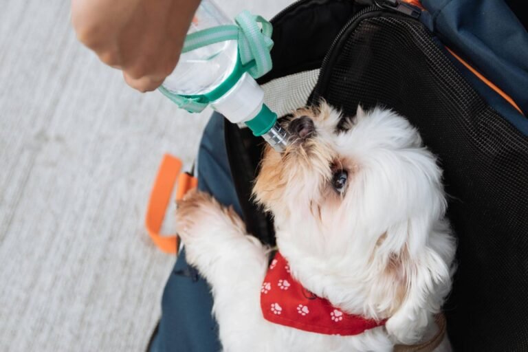 Top Essential Items for a Pet First Aid Kit