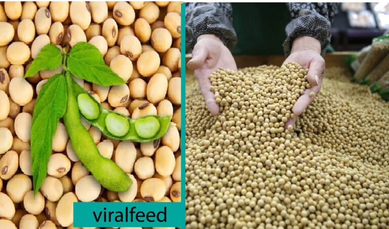 Insoya Explained: Benefits, Nutrition, And Uses Insoya