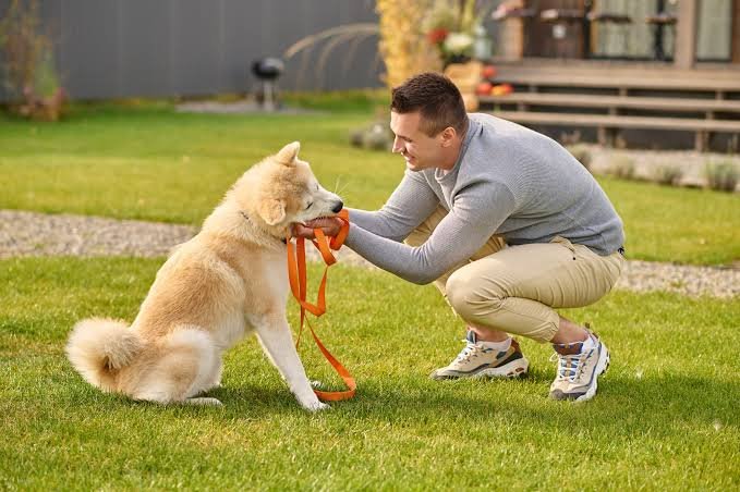 Reasons to Choose a Trainer for Dog Toilet Training